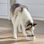 Open Farm RawMix Tide & Terrain Ancient Grains Dog Kibble