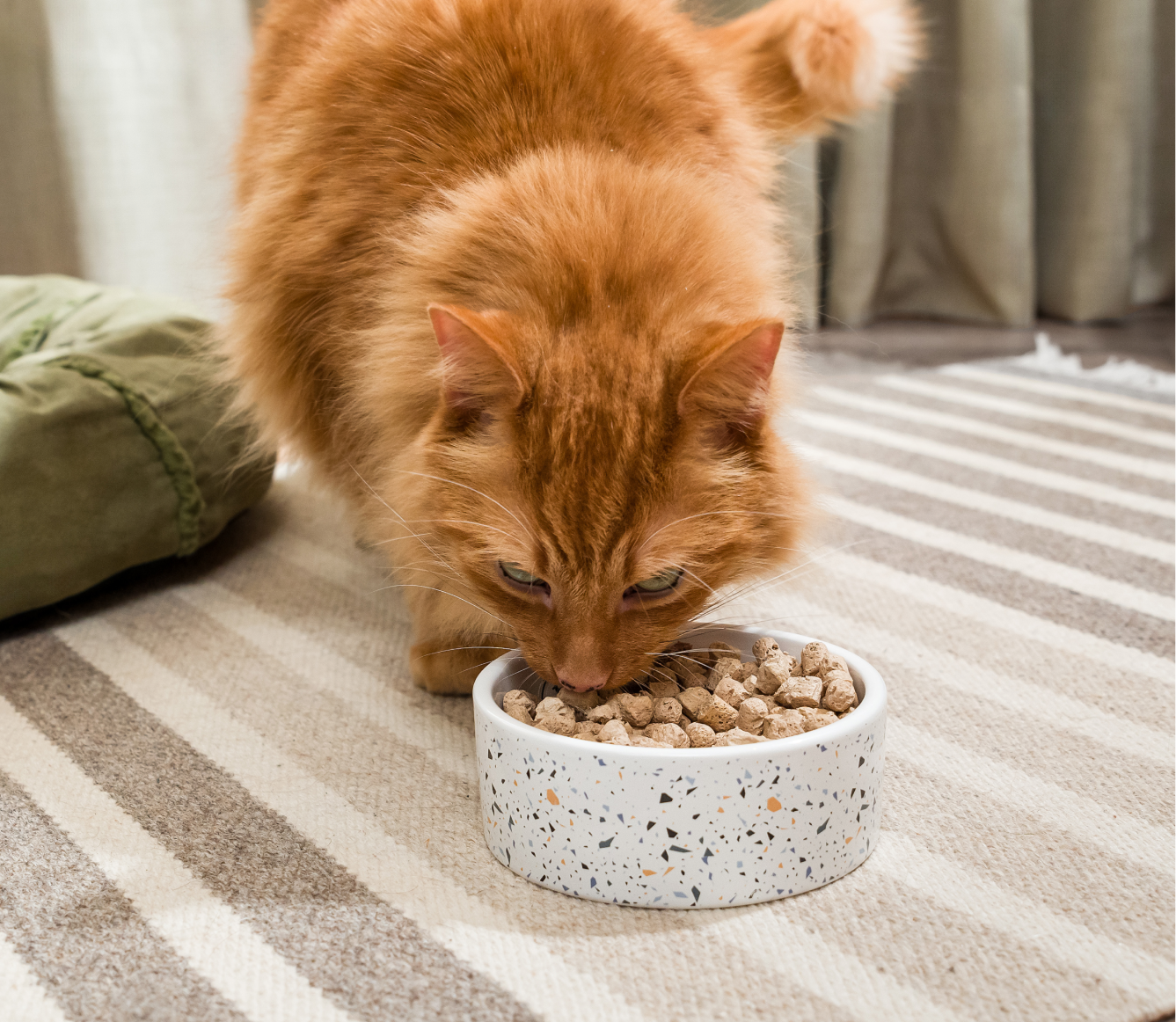 Open Farm Pet Wild-Caught Salmon & Cod Freeze Dried Raw Morsels for Cats