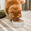 Open Farm Pet Surf & Turf Freeze Dried Raw Morsels for Cats