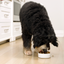 Open Farm RawMix Large Breed Grain-Free Dog Kibble