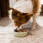 Open Farm Chicken & Salmon Freeze Dried Raw Morsels for Puppies