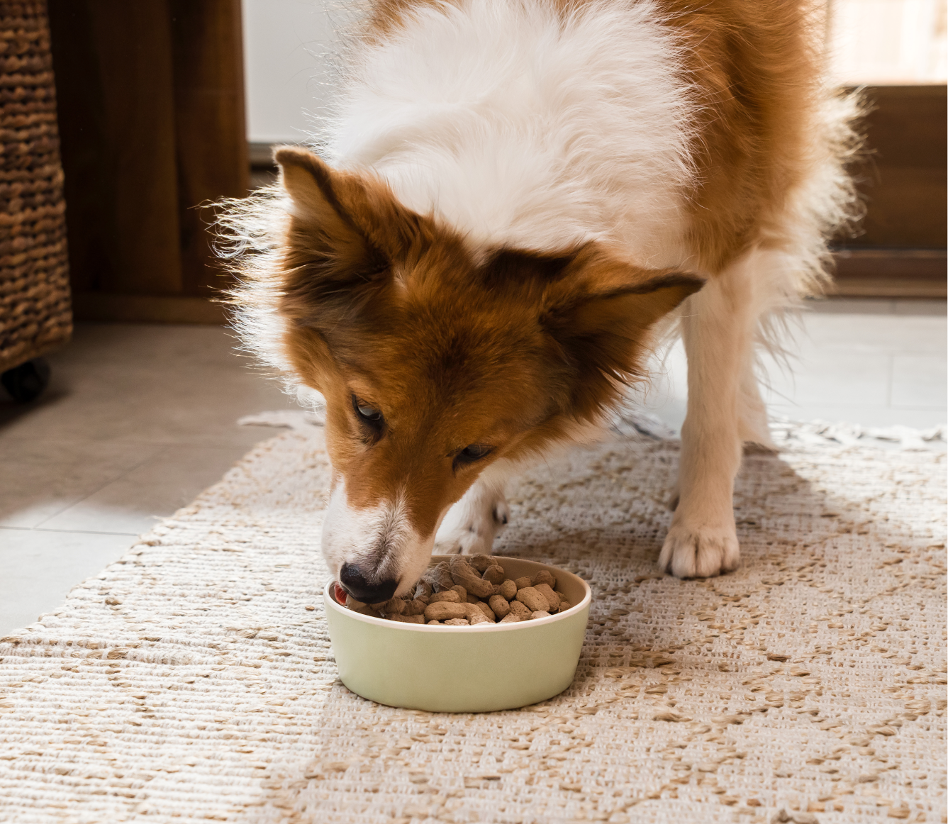Open Farm Chicken & Salmon Freeze Dried Raw Morsels for Puppies