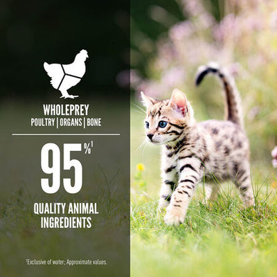Orijen Chicken & Salmon Recipe Canned Kitten Food