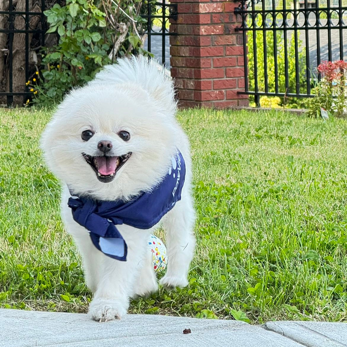 PawView Pet Grooming Towel Dog Drooling Bib