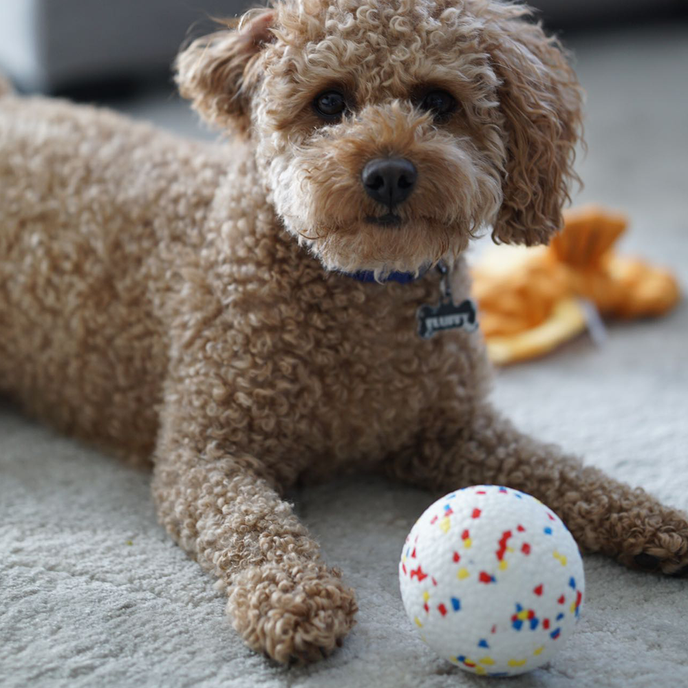Water-floating E-TPU Dog Ball |Durable, Dental-Safe, and Versatile Pet Toy for Chewers