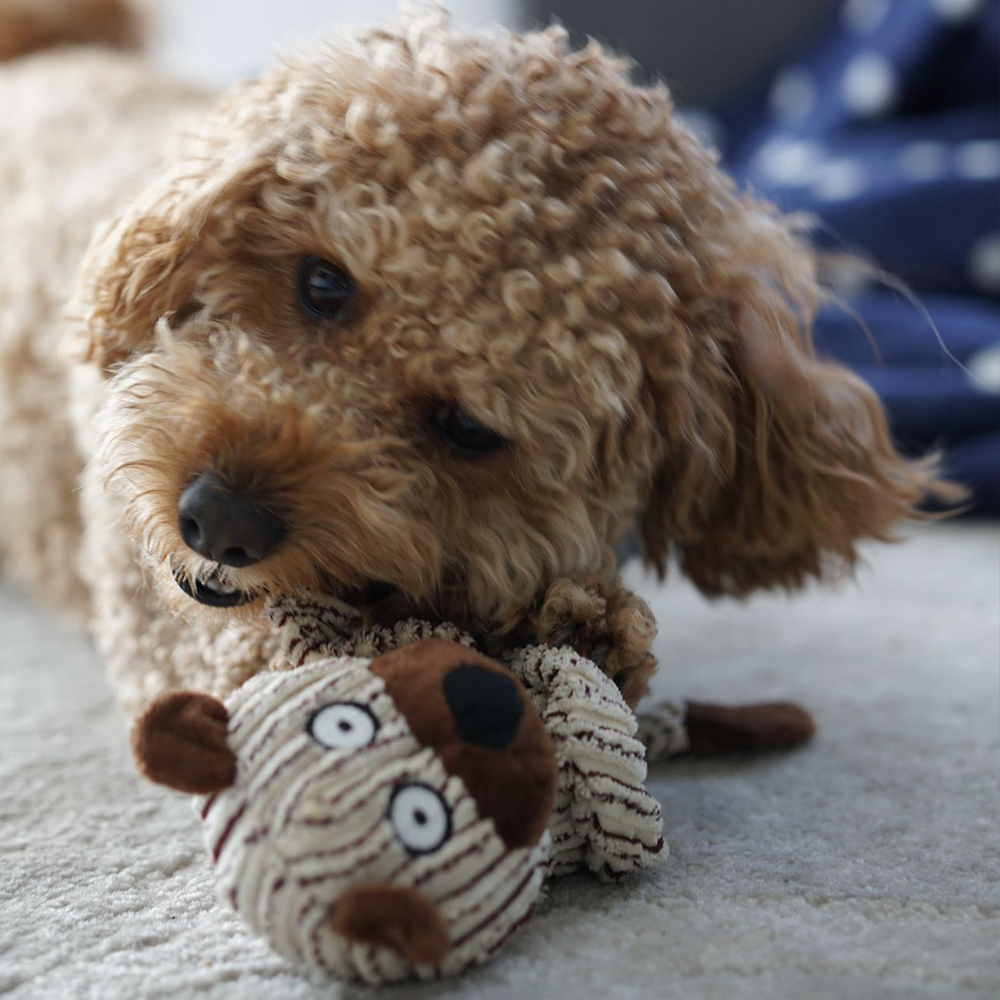 Squeaky Interactive Dog Toys – Keeping Your Pet Happy and Engaged