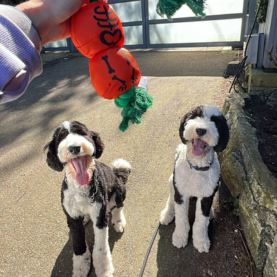 Halloween Rope Knot - Pumpkin Orange