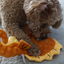 Seahorse Plush Dog Toys - Set of 2 Interactive Squeaky Toys for Entertaining Play