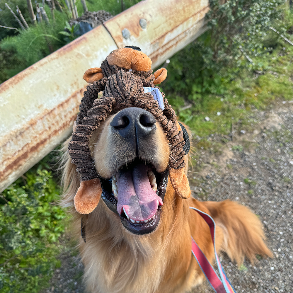 Squeaky Interactive Dog Toys – Keeping Your Pet Happy and Engaged