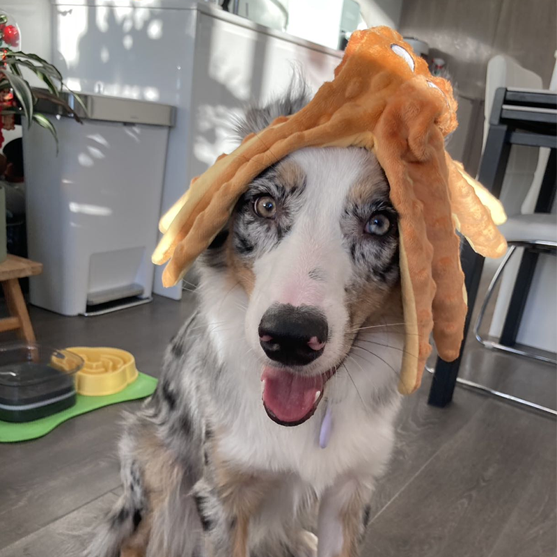 Interactive Squeaky Dog Toy Set - Sound Octopus 2-Pack