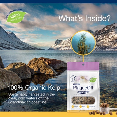 Proden PlaqueOff Dental Supplement Scoopables for Cats