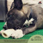Filled Bone Natural Peanut Butter Flavor
