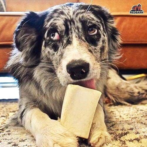 Filled Bone Natural Peanut Butter Flavor