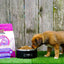 First-Five Kibble Grain-Free Puppy Beef & Lamb Recipe