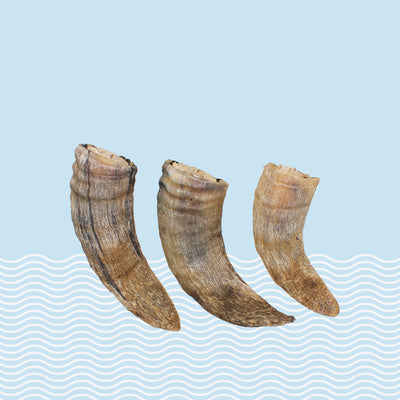 Small Lamb Horn Bundle