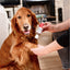 Wondercide Skin Tonic Topical Oil for Dogs with Natural Essential Oils