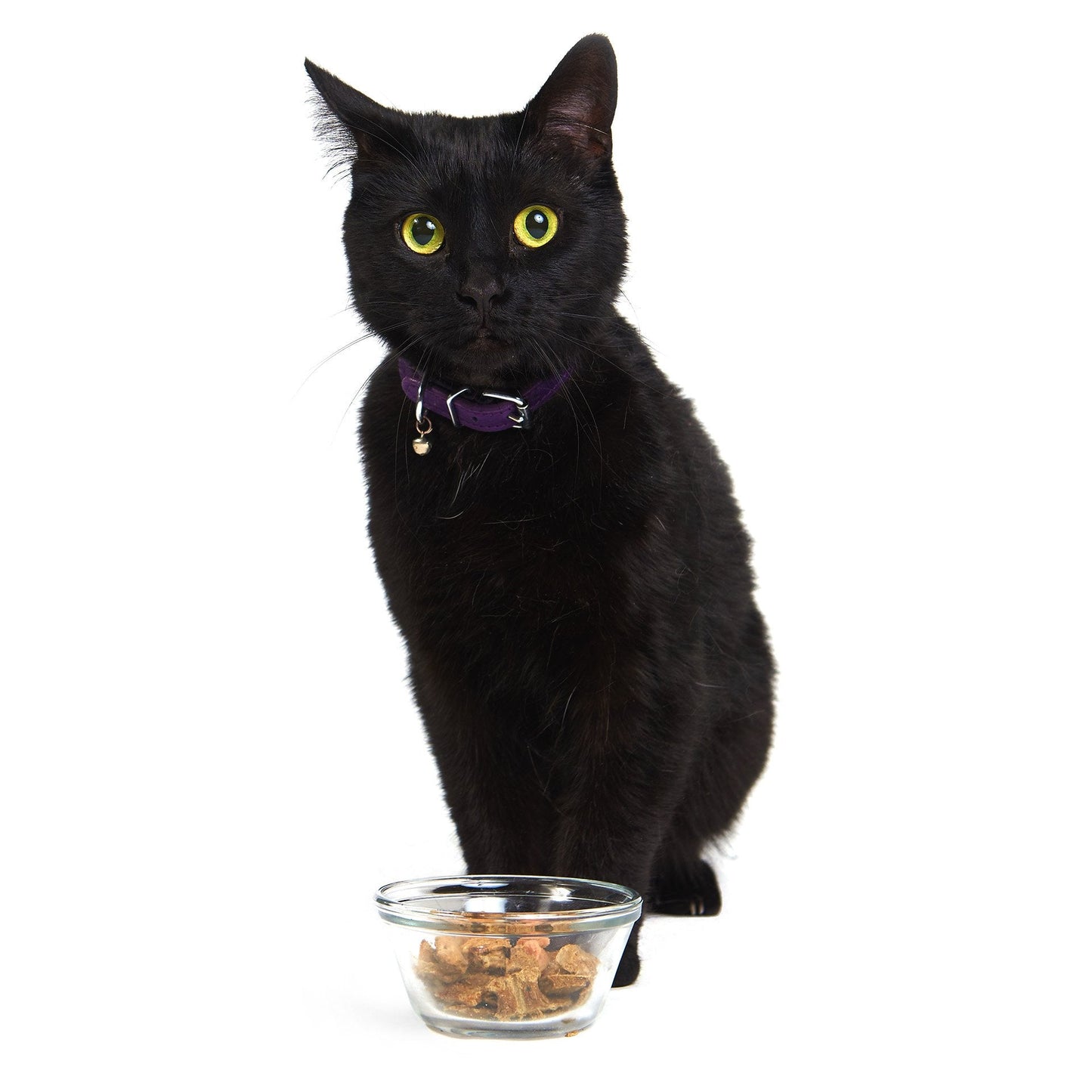 Pacific Fish Feast (CAT)