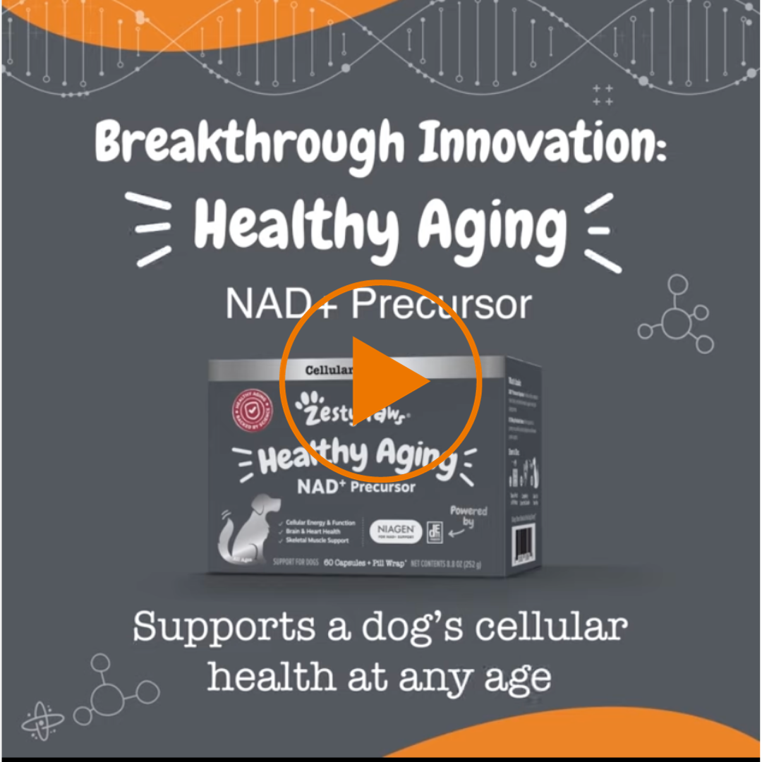Healthy Aging NAD+ Precursor Powder for Dogs