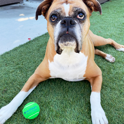 Tuff Ball with Squeaker