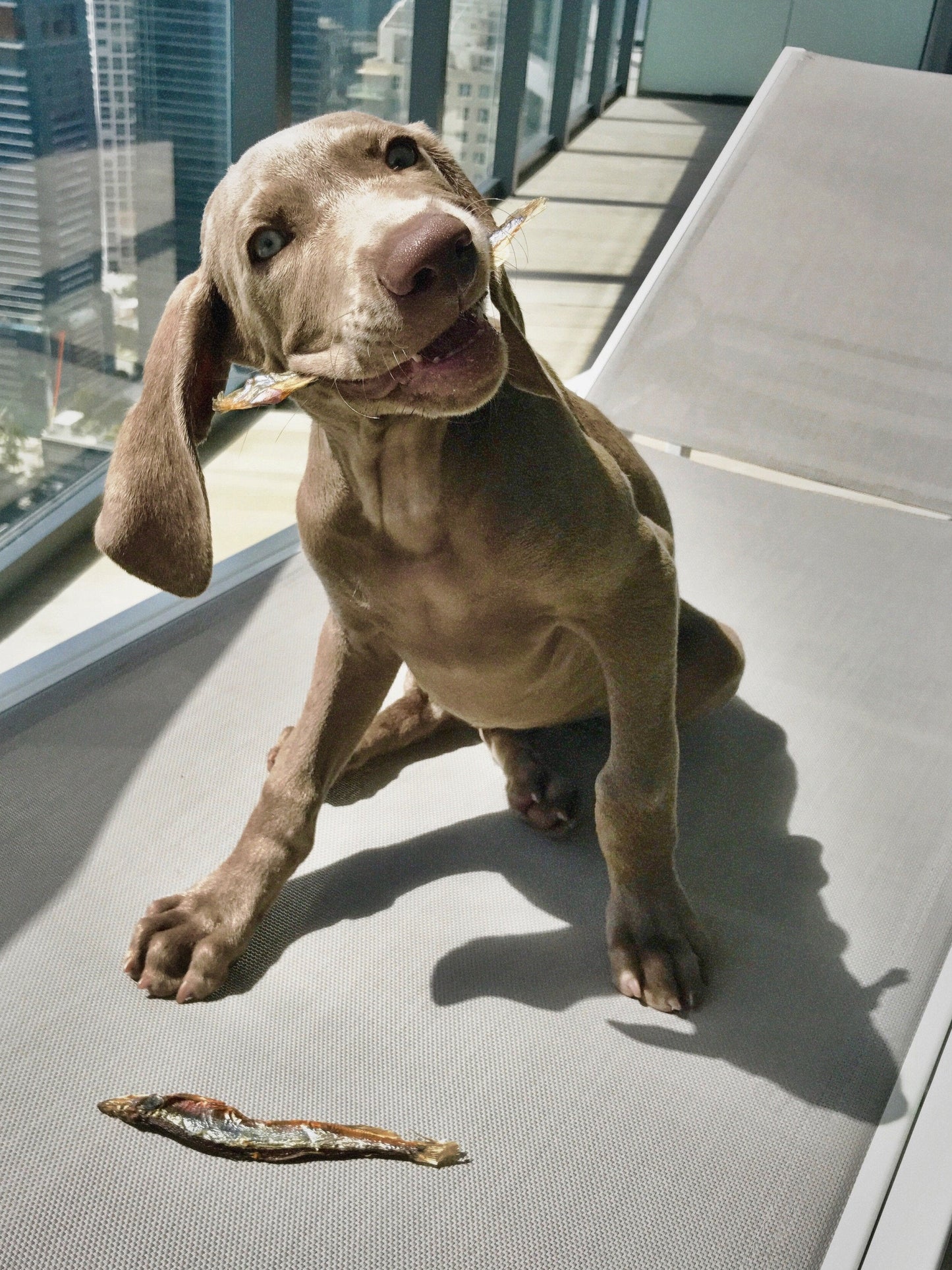 Capelin Whole Fish & Pieces Dog Treats