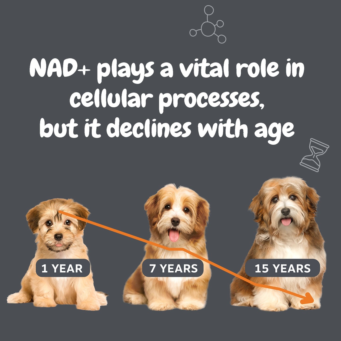 Healthy Aging NAD+ Precursor Powder for Dogs