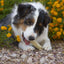 Filled Munchie Retriever Chicken Flavor