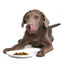Rockin' Rockfish | W1 | DOG