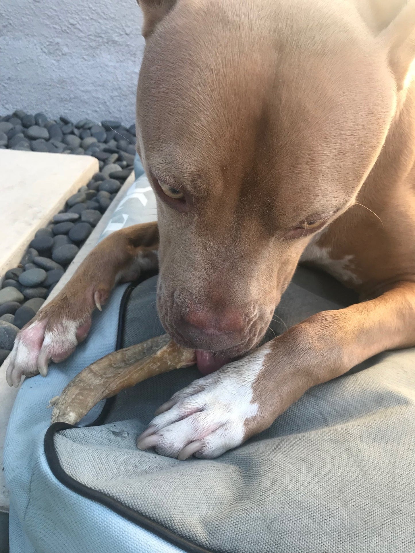 Large Lamb Horn Dog Chew