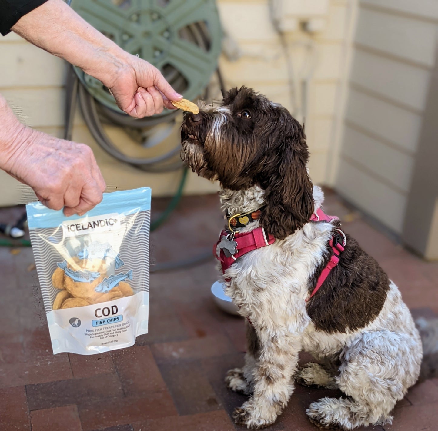 Cod Fish Chips Dog Treats