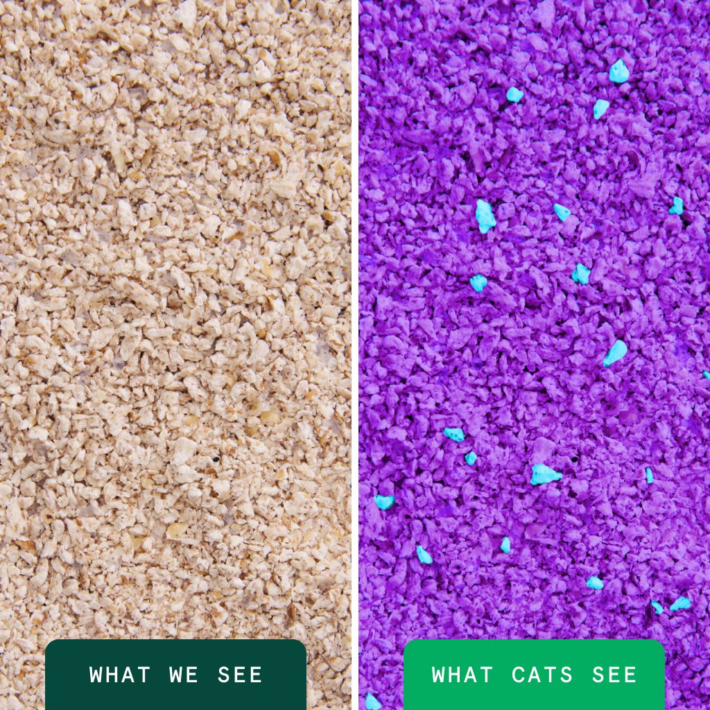 Glo Natural Attractions Clumping Corn Cat Litter