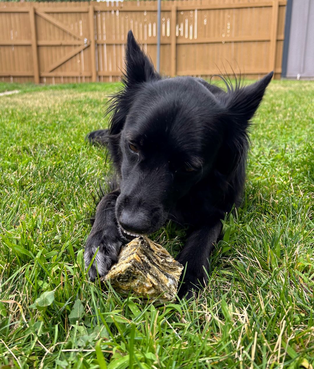 Cod Skin Large Cube Dog Treat