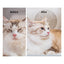 PetKit AirSalon Max & Fluff Pack
